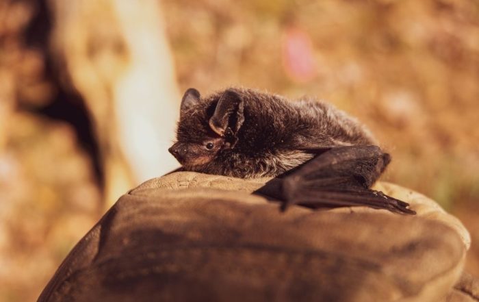 Das Coronavirus stammt vermutlich ursprünglich von einer Fledermaus. Kann Naturschutz weitere Pandemien verhindern?