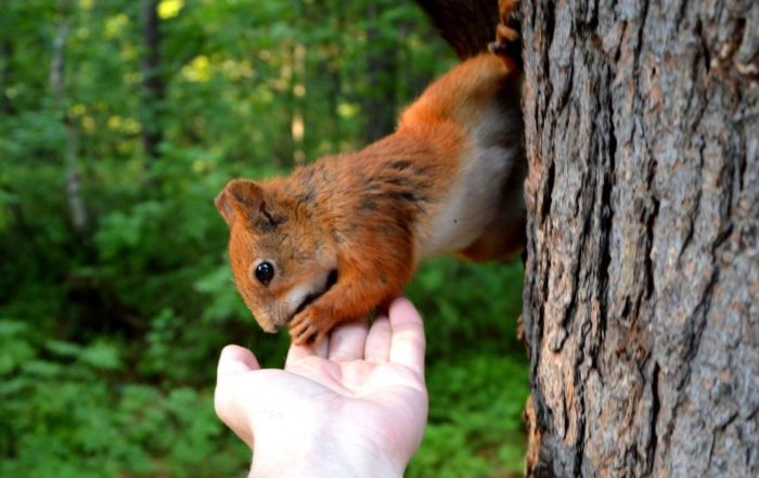 Ein Eichhörnchen sitzt auf einem Baum uns frisst einem Menschen aus der Hand. Eichhörnchen gehören zu Wildtieren in der Stadt