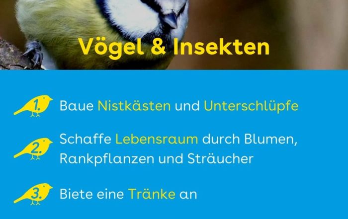 Vögel & Insekten in der Stadt