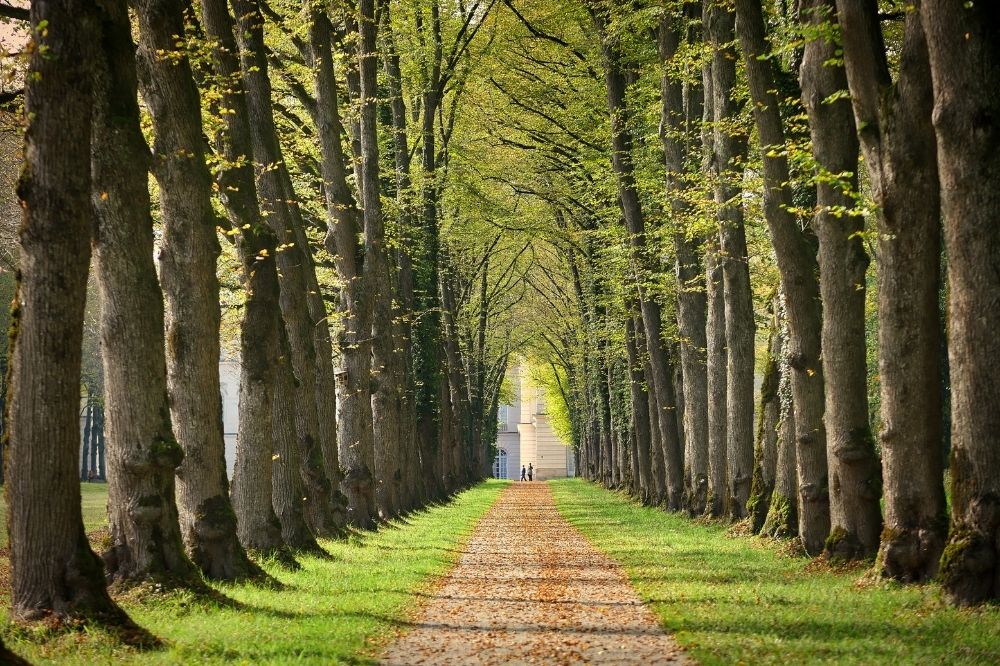 Bäume in der Stadt bilden eine Allee