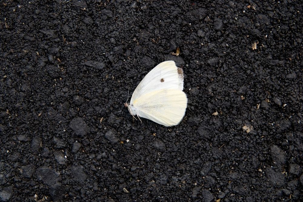 Ein weißer Schmetterling liegt auf schwarzem Asphalt. Er unterlag dem Inseltensterben