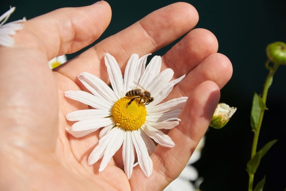 Eine Biene krabbelt auf einer Hand