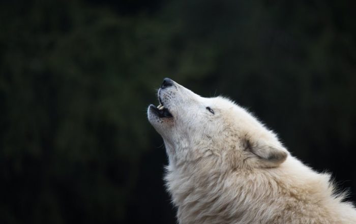 Ein Wolf sitzt vor einem dunklen Hintergrund. Erfahre jetzt alles über Wölfe in Deutschland