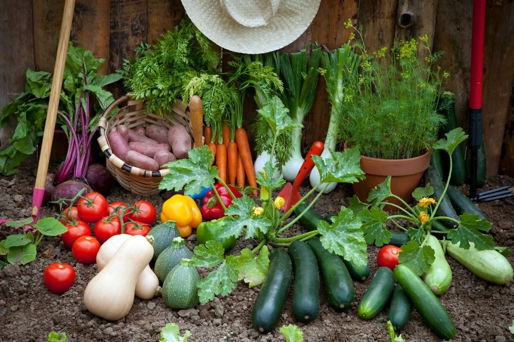 Gemüse aus solidarischer Landwirtschaft liegt am Boden.