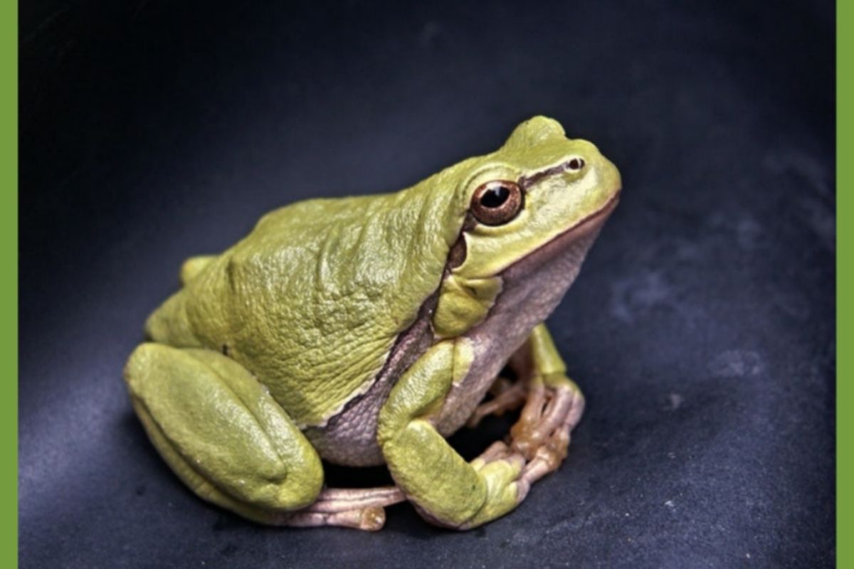 Unterstütze die Arbeitsgruppe Laubfrosch!