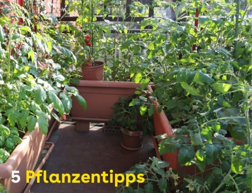 5 Pflanzentipps für Deinen Balkon