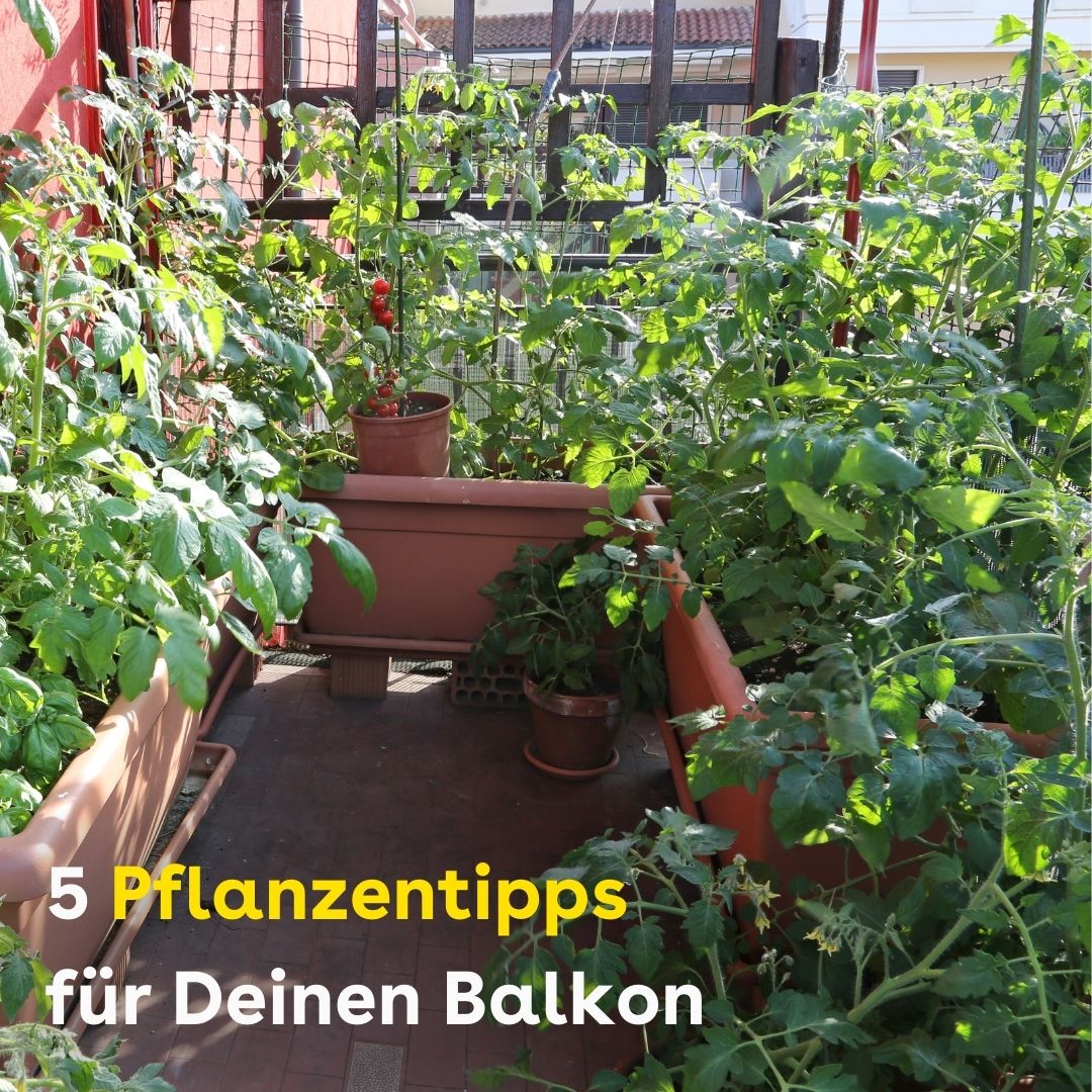 Im Hintergrund ist ein Balkon, auf dem viele Pflanzen im Topf stehen. Dazu gehören Tomaten nd Kräuter.