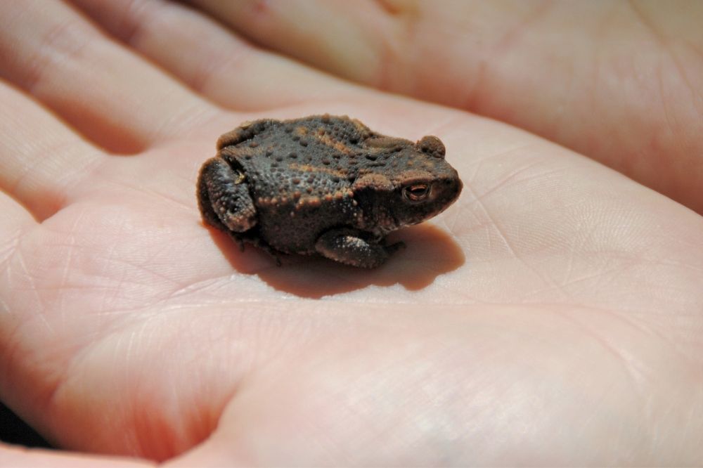 Amphibien (2) Eine Unke sitzt auf einer Hand. Jemand kümmert sich um Amphibien