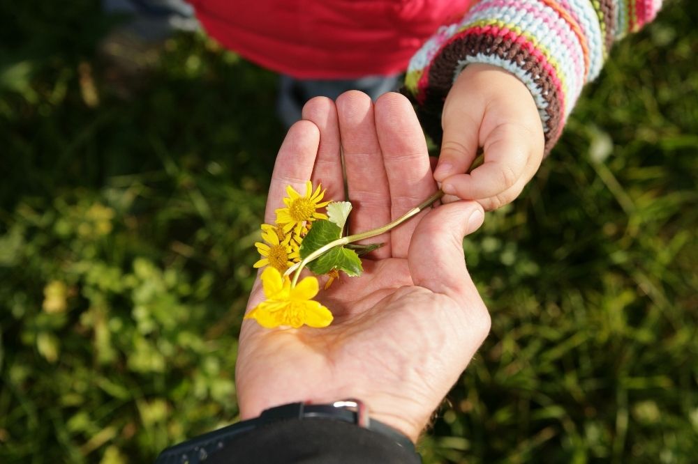 Eine Hand hat eine Blume und eine andere fasst diese. Im Hintergrund ist Wiese. Dieses Bild steht für Naturschutzorganisationen im Vergleich.
