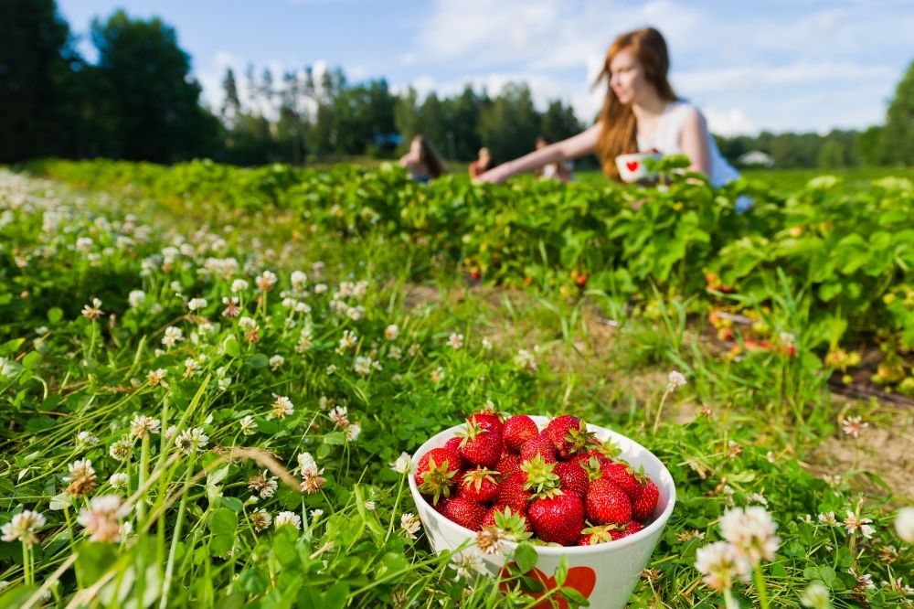 Auf einem Erdbeerfeld steht eine Schale Erdbeeren im Vordergrund. Im Hintergrund pflückt eine Frau.