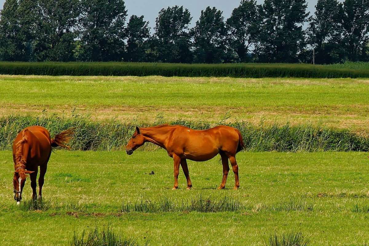 Ein Pferd auf der Weide.