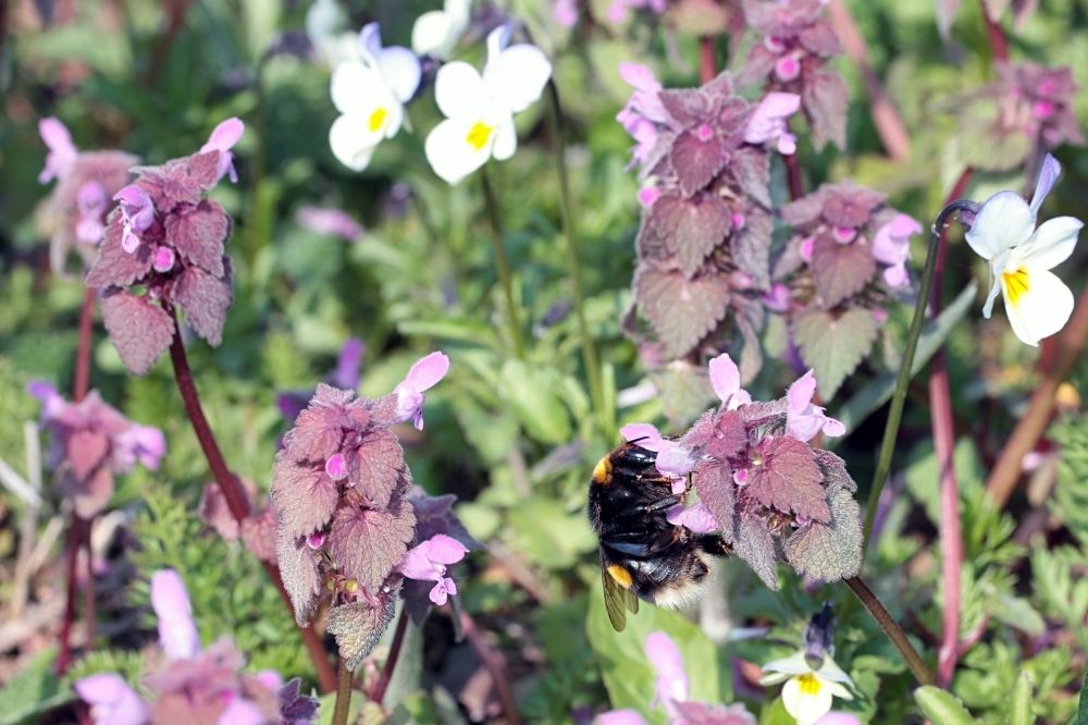 So kannst Du Wildbienen in Deinem Garten ansiedeln