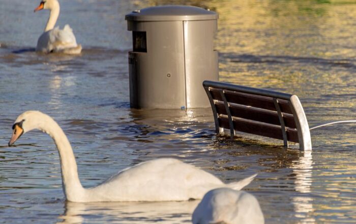 Ein Schwan schwimmt in einer überschwemmten Stadt vor einer im Wasser stehenden Bank