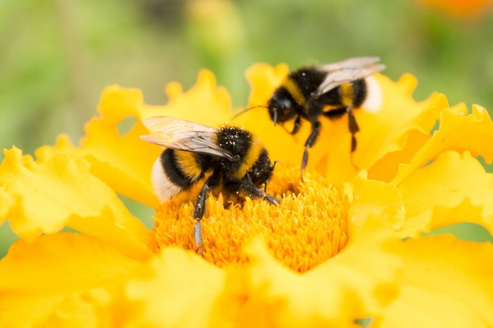 Wildbienen sitzen auf einer gelben Blüte.