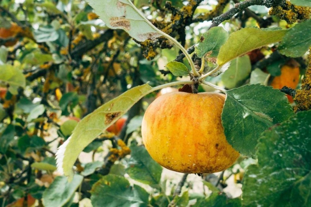 Man sieht einen orangenen Apfel in einem Baum hängen. Im Hintergrund sieht man grüne Blätter und weitere Äpfel.