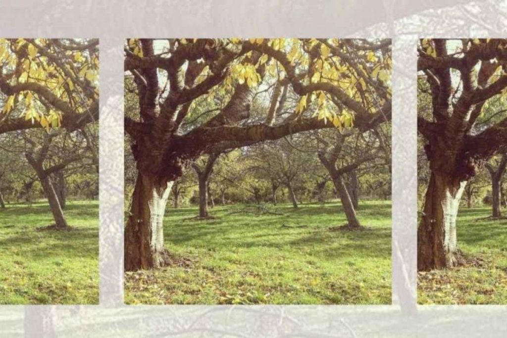 ein Obstbaum steht auf einer Streuobstwiese