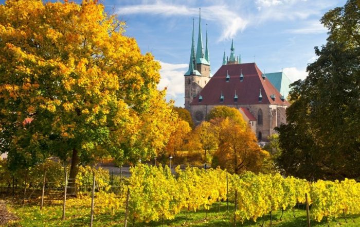Auf dem Bild sind viele grüne Bäume und eine grüne Wiese. Im Hintergrund ist blauer Himmel und die Severiekirche in Erfurt zu sehen. Das Bild steht symbolisch für Naturschutz in Erfurt