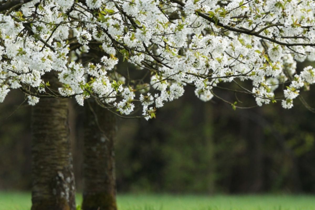 Man sieht einen Baum mit weißen Blüten auf einer grünen Wiese stehen.