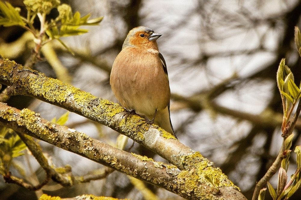 Zugvögel Süden (2) Ein Buchfink mit orangenem und braunem Gefieder sitzt auf einem Ast. Im Hintergrund sind weiter Äste zu sehen. Beobachte Zugvögel!