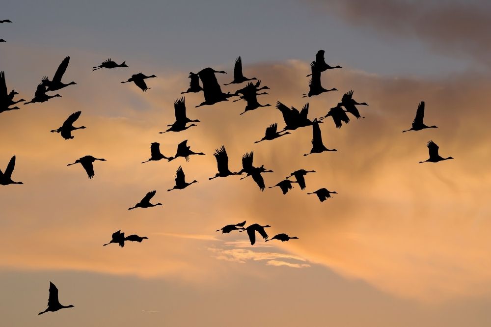 Vor einem orangenen Himmel sind mehrere schwarze Zugvögel zu sehen, die nach links fliegen.