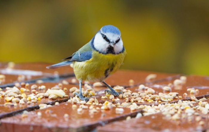 Ein-Vogel-sitzt-auf-einem-Tisch-umgeben-von-Samen. Er isst Vogelfutter