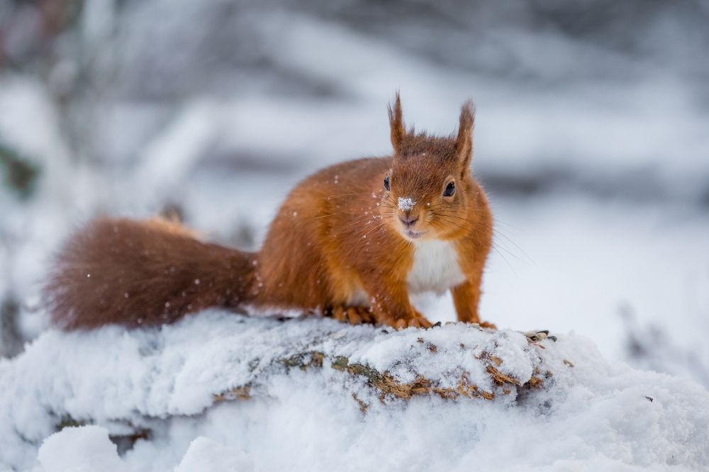 Rotes Eichhörnchen sitzt im Schnee und schaut in die Kamera