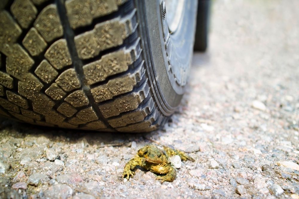 Eine Kröte wird auf der Krötenwanderung fast von einem Auto erfasst.