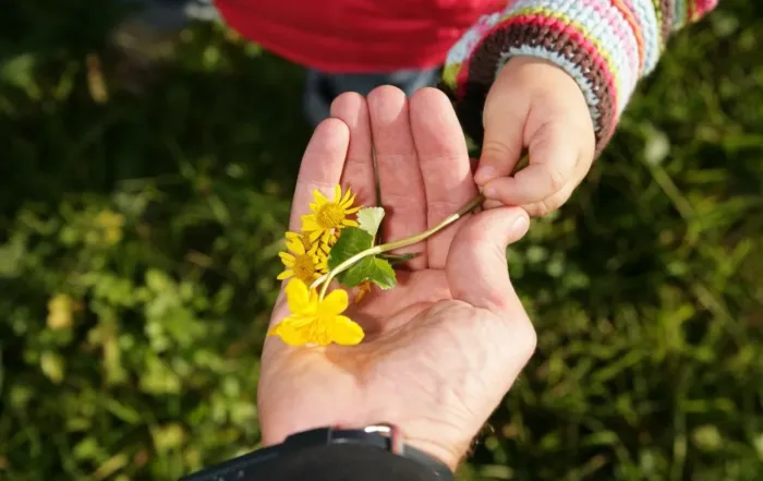 Eine Hand hat eine Blume und eine andere fasst diese. Im Hintergrund ist Wiese. Dieses Bild steht für Naturschutzorganisationen im Vergleich.