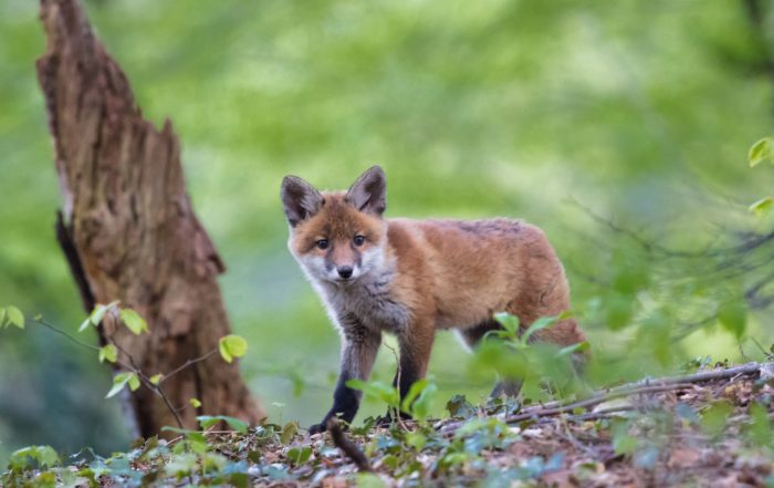 fuchsjunge im wald
