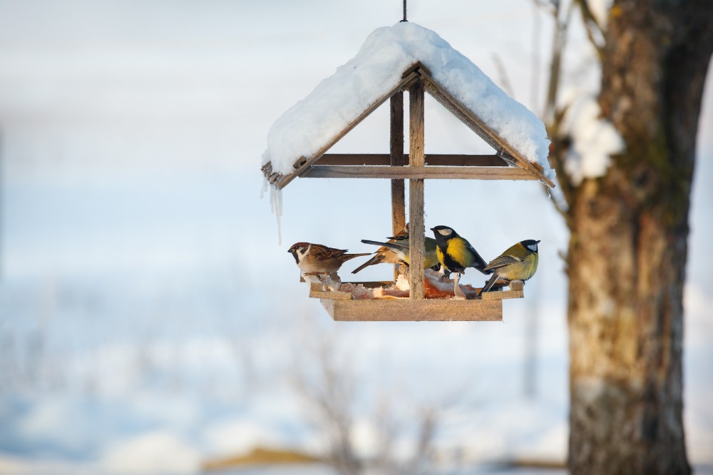 Vögel fressen in einem Vogelhaus. Auf dem Vogelhaus und im Hintergrund liegt Schnee.